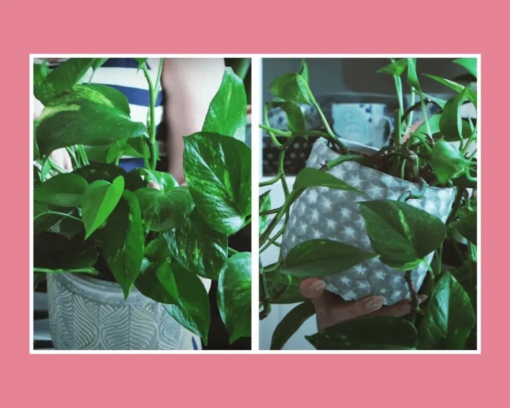 Odkryj fascynujący świat botaniki z 101 eksperymentami z roślinami